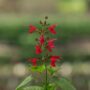 Salvia – Hummingbird Forest Fire – 4.5″ Pot